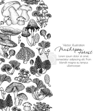  Cadre vectoriel de champignons forestiers en style gravure. Mouche agarique, cèpes, girolles, champignons miel, morille, bambou, bonnet commun, Coprinus comatus, champignons huîtres