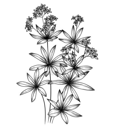  Illustration vectorielle des herbes médicinales forestières woodruff