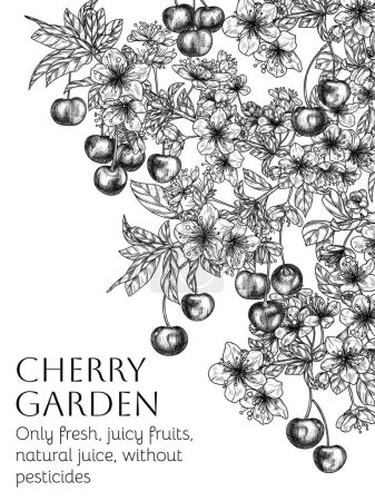 Illustration for Vector illustration of a branch of blossoming cherry and berries in engraving style - Royalty Free Image