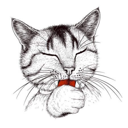  Vector illustration of a tabby cat licking its paw in engraving style