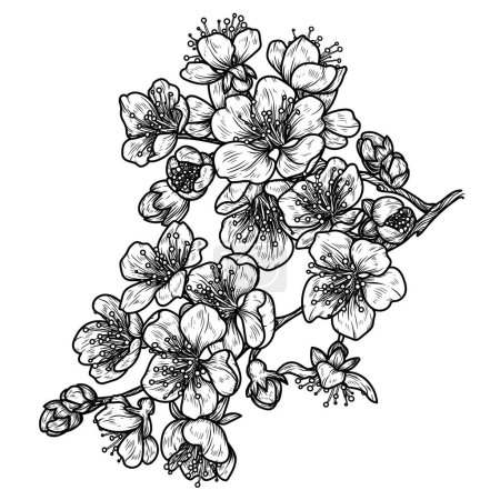 Illustration for Vector illustration of a branch of blooming apricot in engraving style - Royalty Free Image