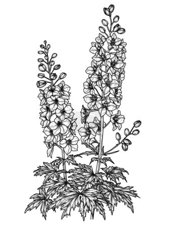  Vector illustration of delphinium flower in engraving style