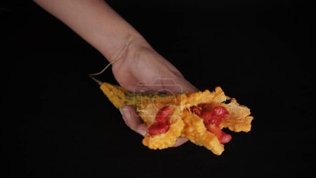 Foto de Amarillo amargo calabaza sobre maduro y estallar con semillas rojas en la mano chica aislado sobre fondo negro, enfoque selectivo - Imagen libre de derechos