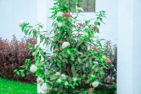 Foto de Vista larga de las flores de la planta de Lxora del color blanco y del azafrán, foco selectivo - Imagen libre de derechos