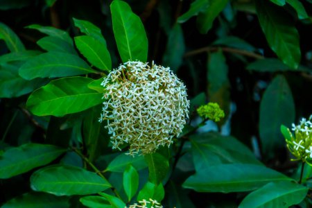 Téléchargez les photos : Vue très rapprochée de la plante blanche Lxora Focus sélectif sur les fleurs - en image libre de droit