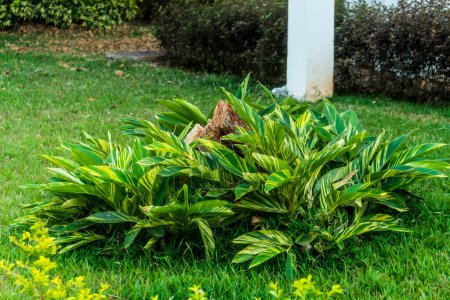 Selektiver Fokus auf Alpinia Zerumbet Variegata Gemeinsamer Name ist Shell Ingwer Plant