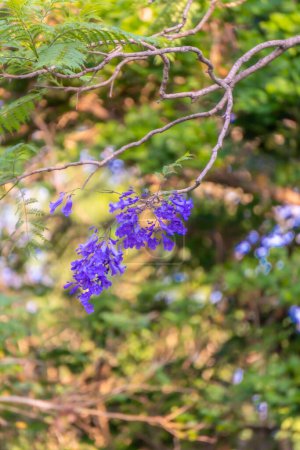 Téléchargez les photos : Focus sélectif de gros plan de fleurs de jacaranda en fleurs - en image libre de droit