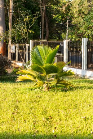 Téléchargez les photos : Focus sélectif sur Pritchardia Palmiers dans le jardin - en image libre de droit