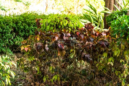 Foto de Enfoque selectivo de larga vista de hojas púrpuras, rojas, naranjas, amarillas y verdes en otoño en ramas de árboles - Imagen libre de derechos