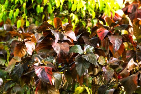 Foto de Enfoque selectivo de una vista muy cercana de las hojas amarillas, rojas, naranjas, púrpuras y verdes en otoño en las ramas de los árboles - Imagen libre de derechos