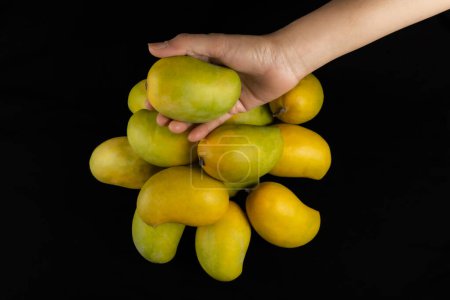 Photo for One Mango On Hand on Heap of Mangoes, Isolated On Black Background, Copy Space - Royalty Free Image