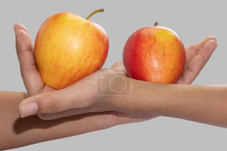 Foto de Dos manzanas en dos manos, aisladas sobre fondo gris - Imagen libre de derechos