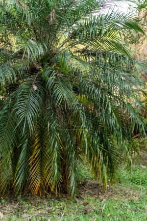 Téléchargez les photos : Focus sélectif des palmiers - Feuilles dans le jardin sur le côté gauche - en image libre de droit