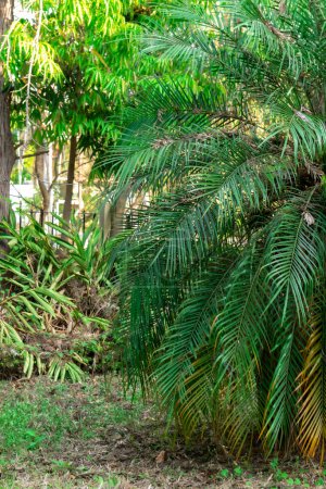Téléchargez les photos : Focus sélectif des palmiers - Feuilles dans le jardin sur le côté droit - en image libre de droit