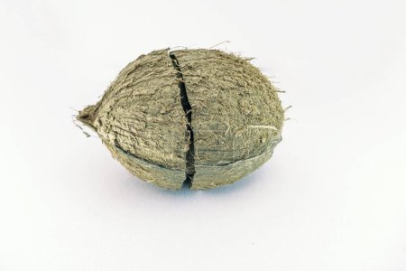 Téléchargez les photos : Vue très rapprochée de la coquille craquelée de noix de coco sèche isolée sur fond blanc - en image libre de droit