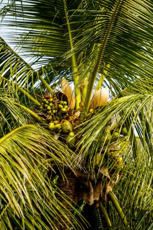 Photo for Close up view of Coconut tree - Royalty Free Image