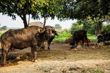 Foto de Toro tailandés búfalo en la granja - Imagen libre de derechos