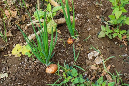 Photo for Close-up view of onions in soil - Royalty Free Image