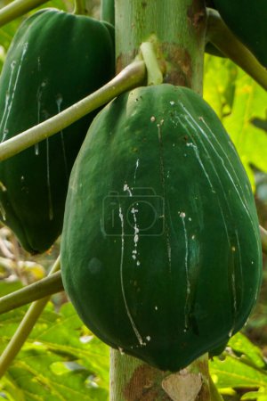 Téléchargez les photos : Photo rapprochée de papaye aux fruits verts - en image libre de droit