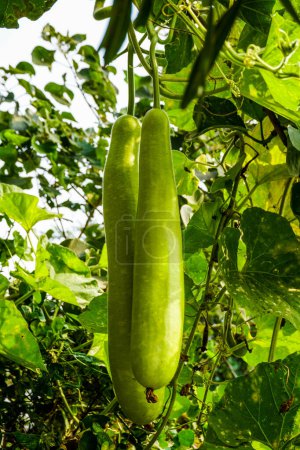Photo for Ripe green zucchinis growing in the garden - Royalty Free Image