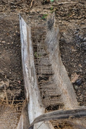 Téléchargez les photos : Un gros plan d'un tronc d'arbre - en image libre de droit