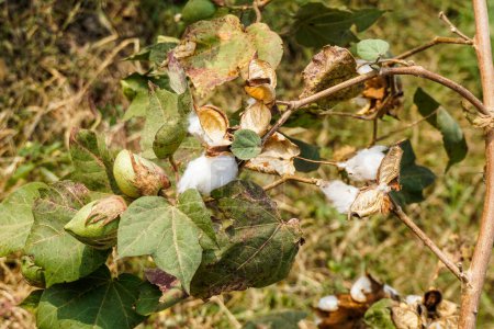 Photo for Ripe cotton seed pods on the cotton plant - Royalty Free Image