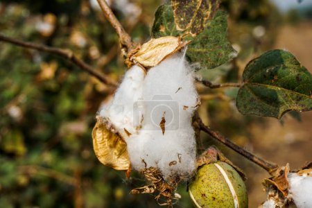 Foto de Vainas de semilla de algodón maduro en la planta de algodón - Imagen libre de derechos