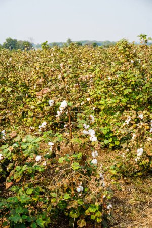 Foto de Vainas de semilla de algodón maduro en la planta de algodón - Imagen libre de derechos