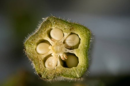Nature's Microcosm: A Macro Journey into a Seed Pod's World, Embark on a macro journey into the heart of a seed pod with this captivating image. Witness the intricate arrangement of seeds