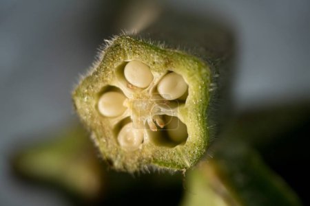 Nature's Microcosm: A Macro Journey into an Okra Pod's World, Embark on a macro journey into the heart of an okra pod with this captivating image. Witness the intricate arrangement of seeds.