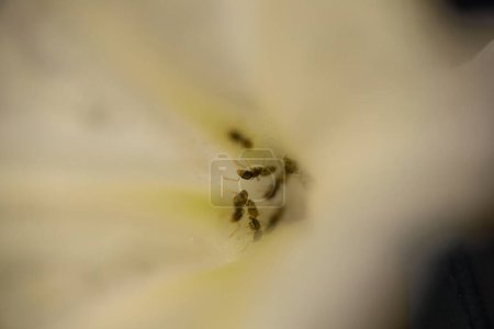 Nature's Microcosm: A Macro Glimpse into a Bee's Pollination Dance, Immerse yourself in the intricate world of nature with this macro image. The detailed view of bees on a flower engaged the delicate