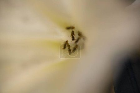The Microcosm of Nature: A Close-up View of a Bee's Pollination, Use this macro photograph to fully immerse in the fascinating realm of nature. Viewers are encouraged to appreciate the hidden marvels