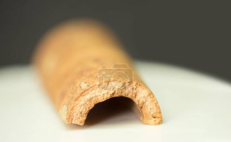 Weathered Beauty: A Close-Up of a Cinnamon Macro