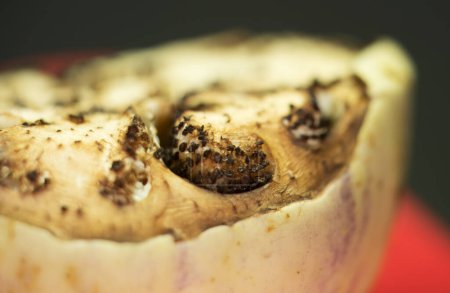 Grilled Brinjal: A Close-Up Culinary Delights, Experience the culinary artistry with this close-up of a grilled Brinjal. The char marks on its tender flesh highlight its succulent flavors