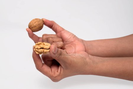 Unveiling Nature's Bounty: Skillful Hands Crack Open a Fresh Walnut, An image capturing the precise moment a pair of hands skillfully cracks open a walnut. The fresh, edible kernel inside is revealed