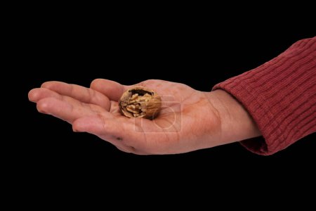 Nature's Delight: Hand Holding a Cracked Walnut Against Dark Backdrop, An image capturing a hand, adorned in a red sleeve, gently holding a cracked walnut. The dark backdrop accentuates the walnut