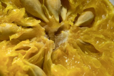Citrus Unveiled: A Macro Exploration of a Orange Slice and Seeds, Dieses Makrobild enthüllt die komplexe Schönheit einer Orangenscheibe. Die lebendigen, saftigen Zellen, die glatten Samen und die texturierte Rinde