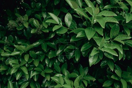 Photo for Background of thick and fresh green foliage in dark tones. Unopened inflorescence in the corner. - Royalty Free Image