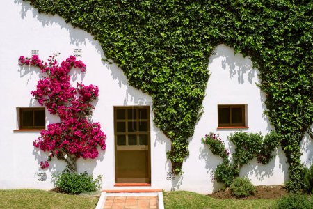 Photo for White wall of a house with two windows and a door partly covered with ivy on right side and with pink flowers on the left side. Fresh summer greenery on the wall. - Royalty Free Image
