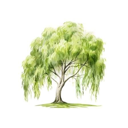 Aquarell-Weidenbaumcliparts für grafische Ressourcen