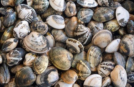 Fresh clams seafood background, bivalve molluscs closeup texture, seashells pattern