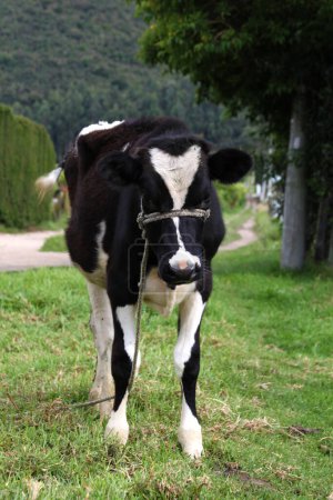 Foto de Plano Frontal de vaca en el campo. - Imagen libre de derechos