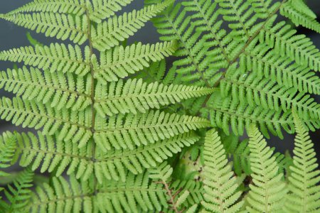 Adiantum Pedatum Imbricatum green leaves background. Maidenhair fern