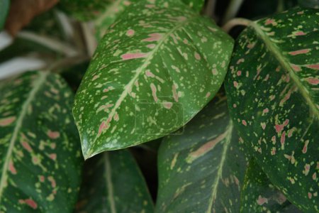 Aglaonema plant or Chinese evergreens. Beautiful colorful leaves. Ornamental plant.