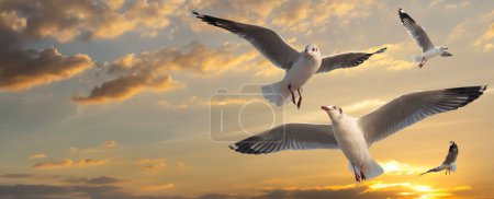 Téléchargez les photos : Troupeau de mouettes volant dans le ciel au coucher du soleil, - en image libre de droit