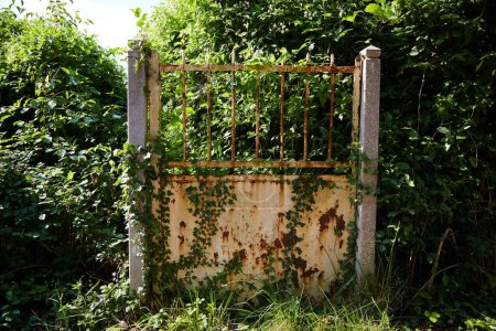 Téléchargez les photos : Porte abandonnée et rouillée avec des vignes et Peeling Paint - en image libre de droit