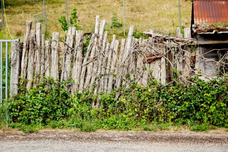 Foto de Valla de madera vieja hecha de palos, cubierta con viñas - Imagen libre de derechos