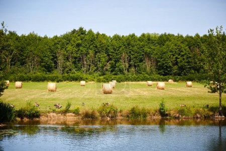 Rollos de heno en un campo con gansos en la orilla del río