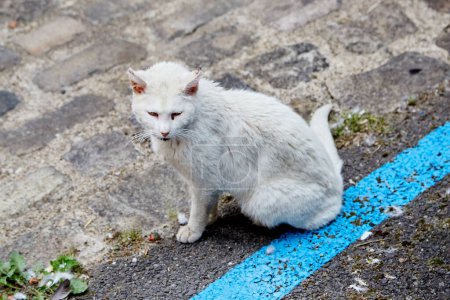 Sick, Old, White, Stray Cat on the Street