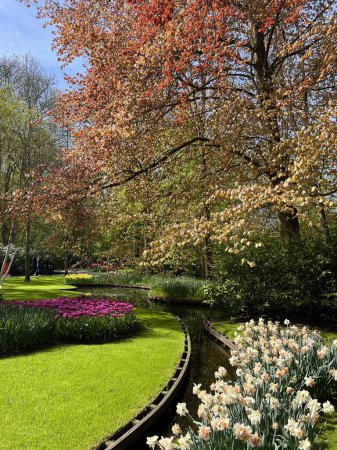 Téléchargez les photos : Belles tulipes dans le Keukenhof, Lisse, Pays-Bas - en image libre de droit